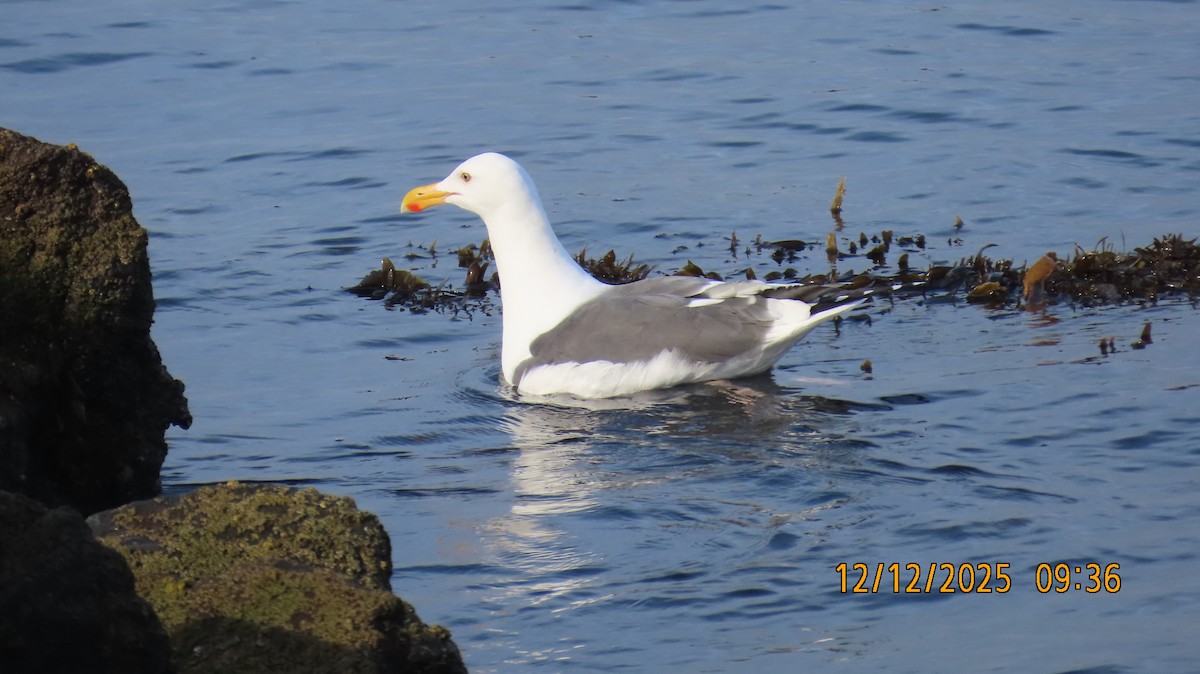 Western Gull - ML646826276