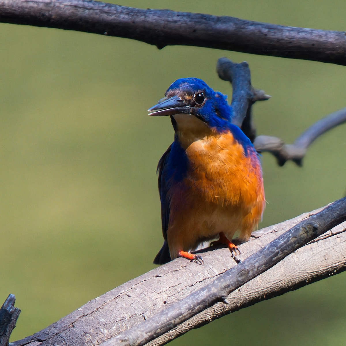 Martín Pescador Azur - ML646826277