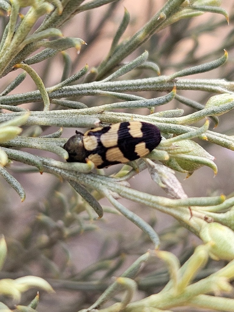 Chinnock's Jewel Beetle - ML646826281