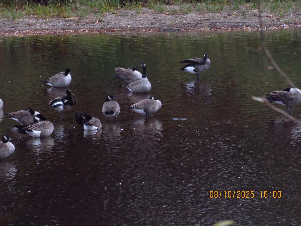 Canada Goose - ML646826283