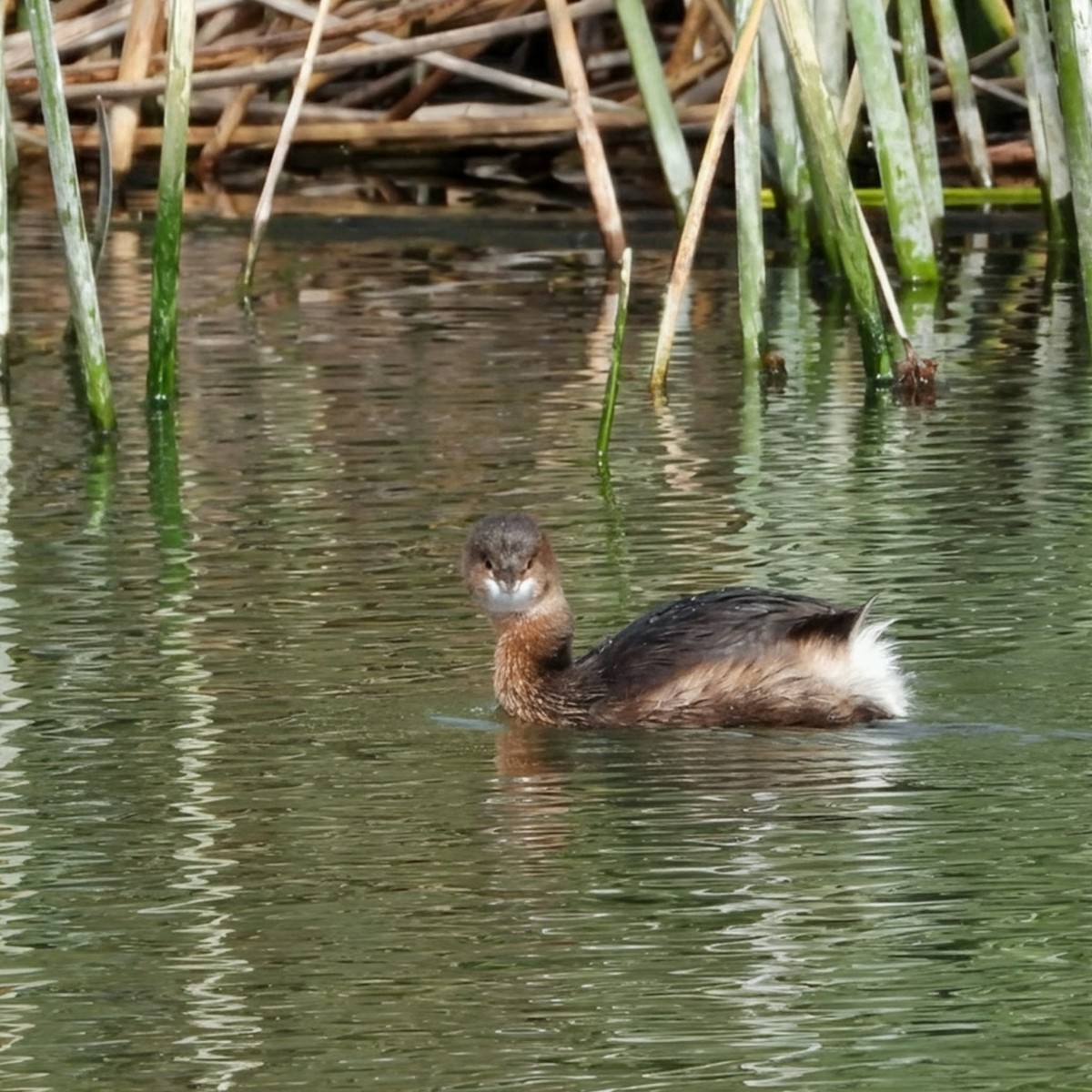 Pied-billed Grebe - ML646826285