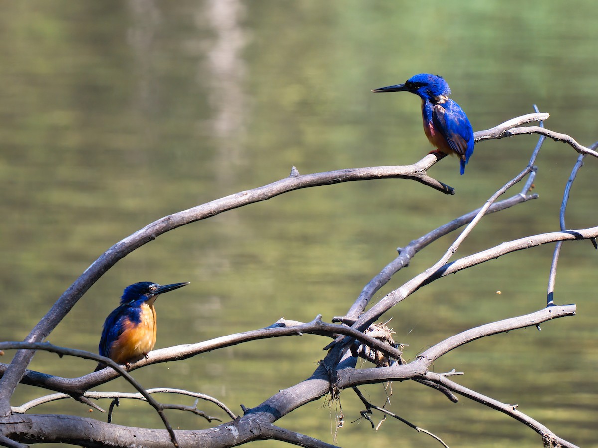 Martín Pescador Azur - ML646826286