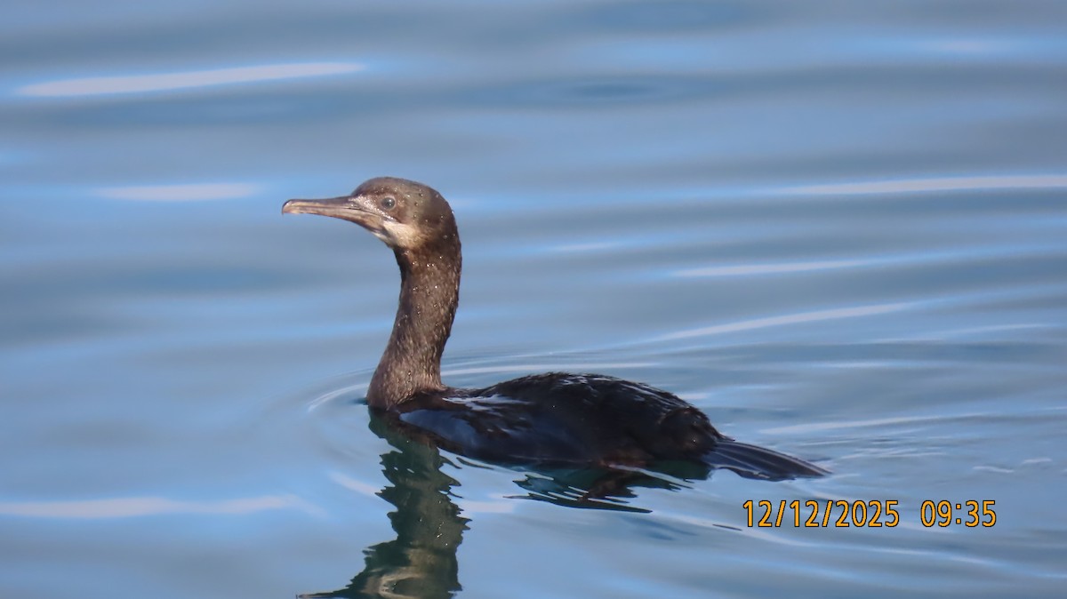 Brandt's Cormorant - ML646826287