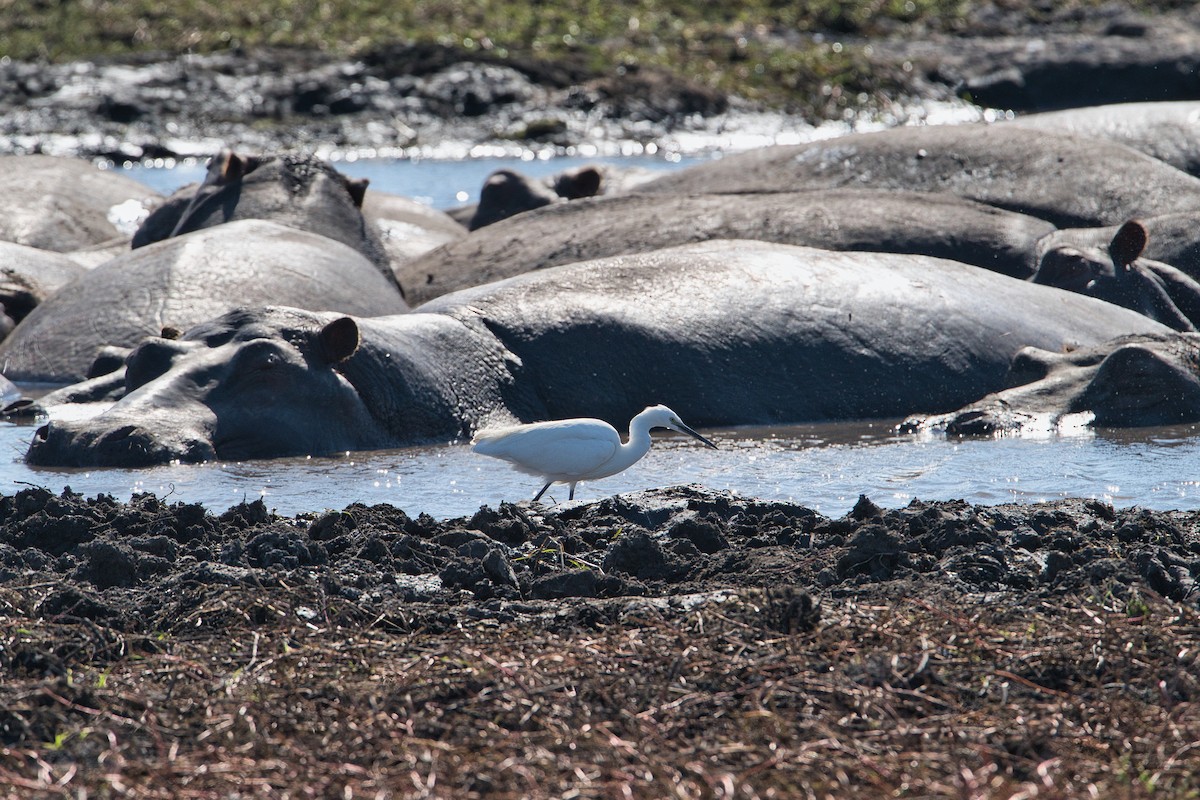 Aigrette garzette - ML646826288