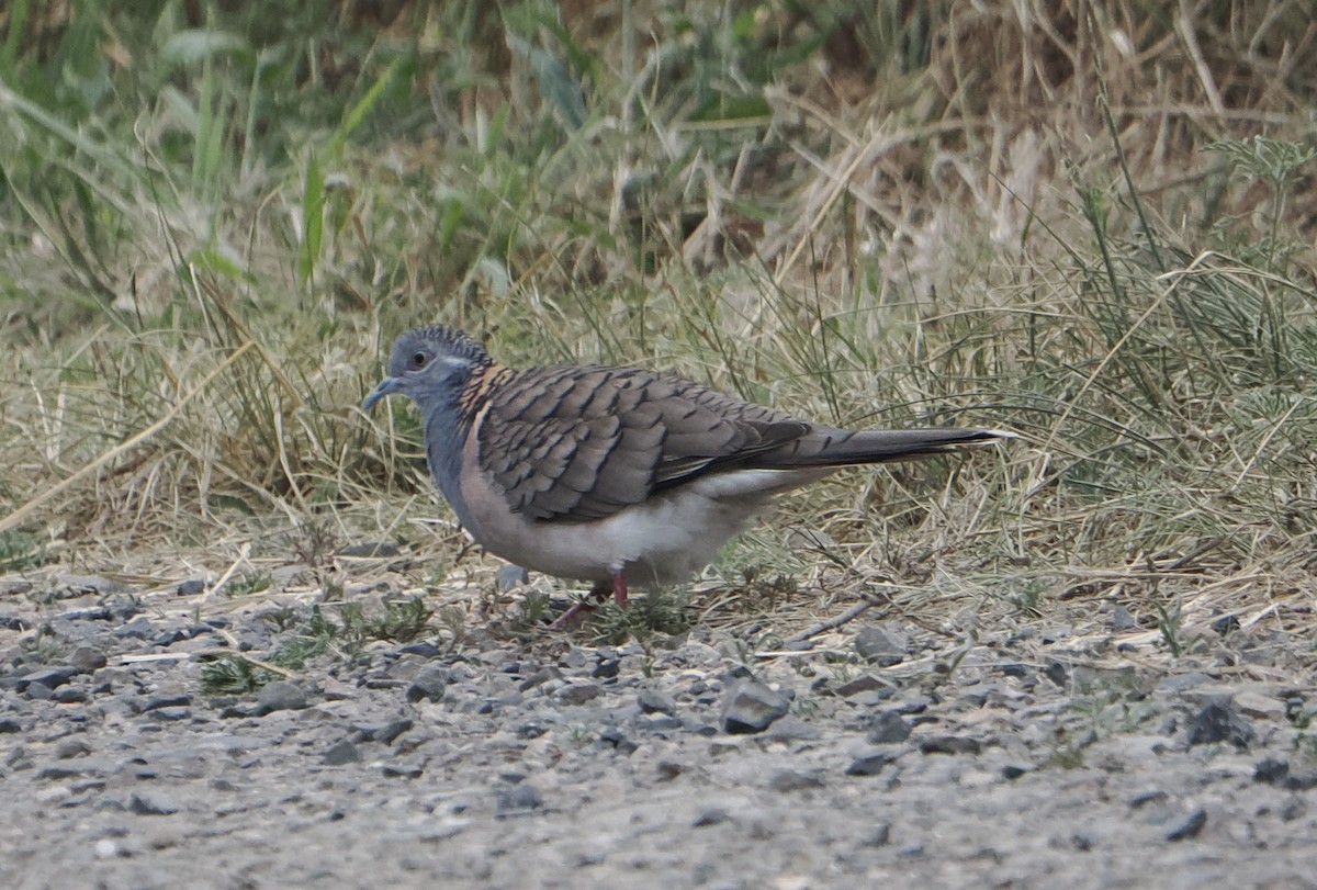 Bar-shouldered Dove - ML646826289