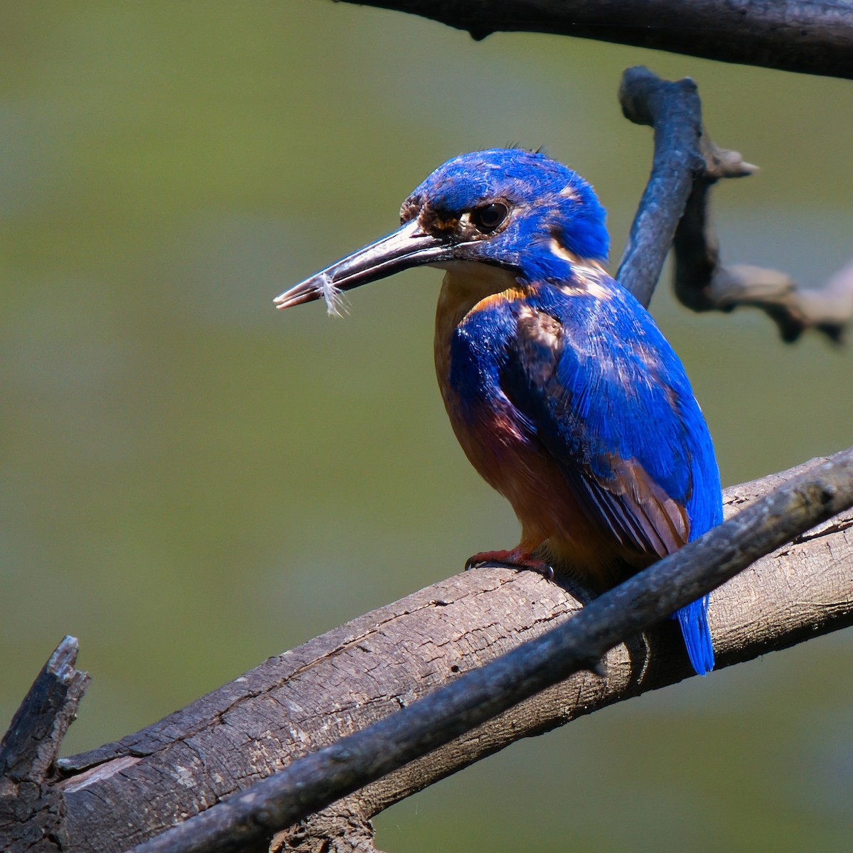 Martín Pescador Azur - ML646826292