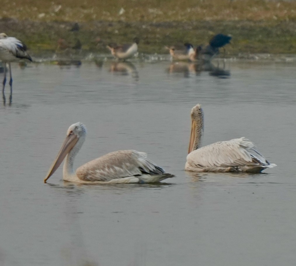 krøllpelikan - ML646826297