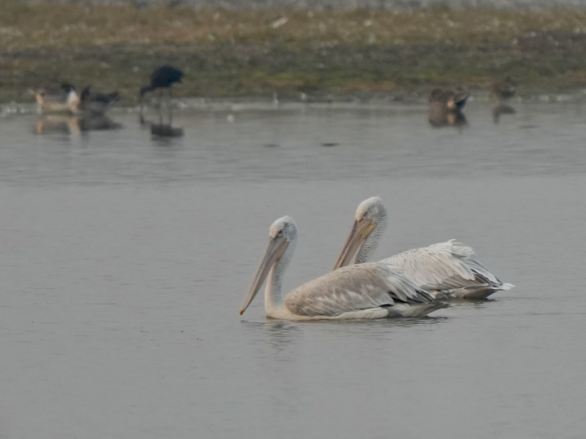 krøllpelikan - ML646826298