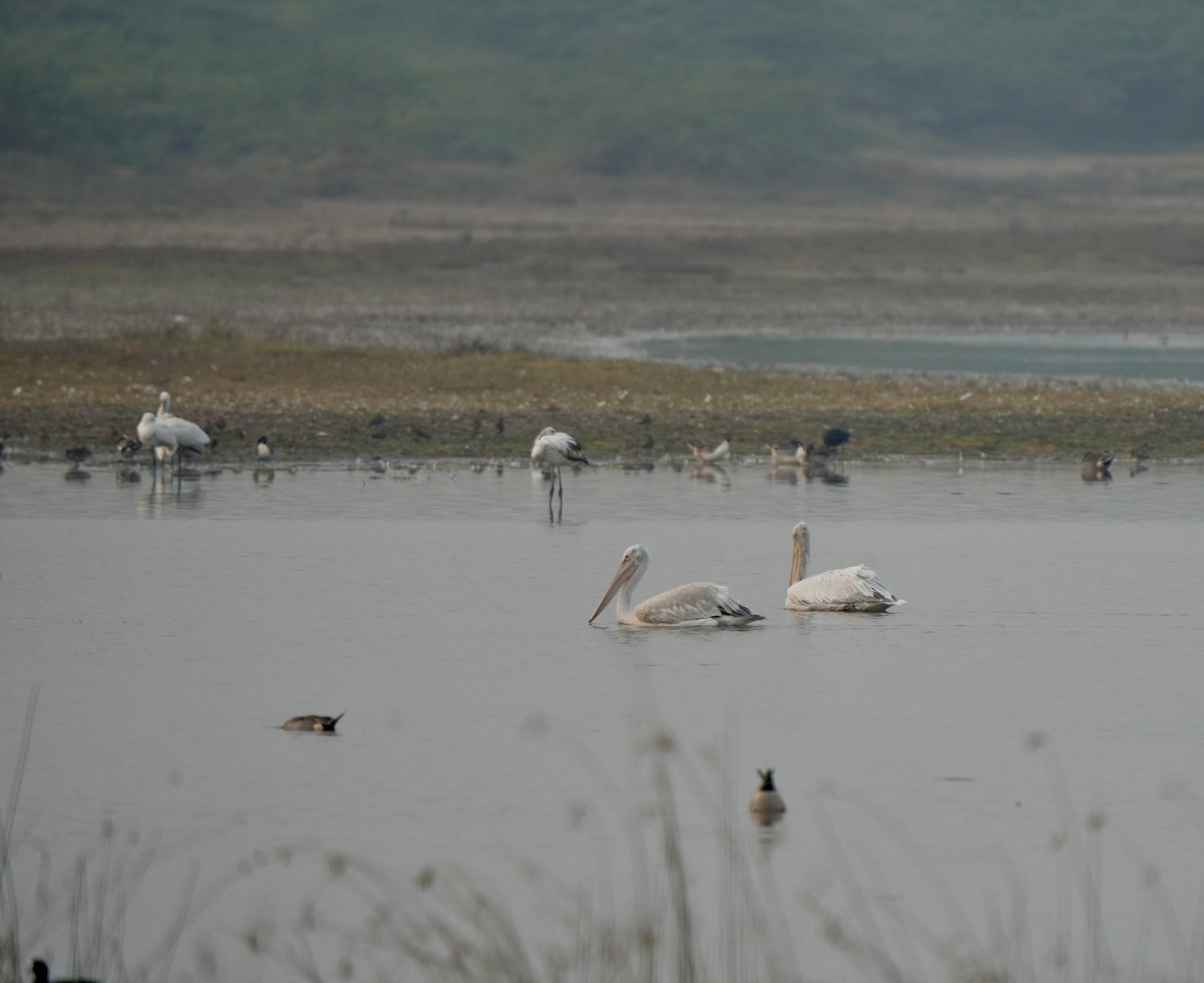 krøllpelikan - ML646826299