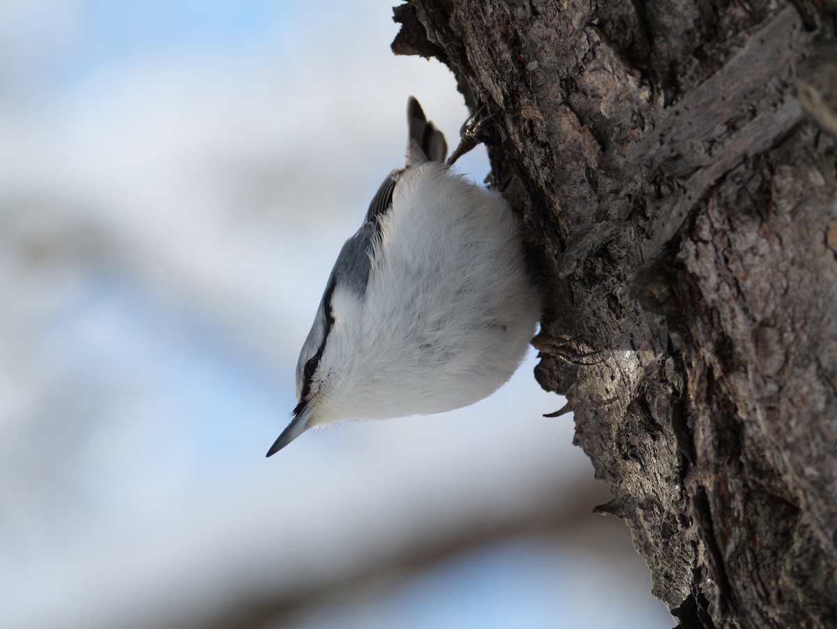Повзик звичайний - ML646826300