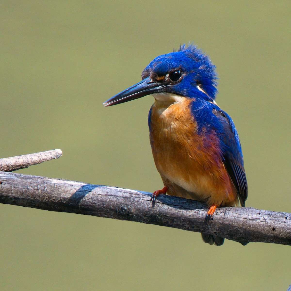 Martín Pescador Azur - ML646826303