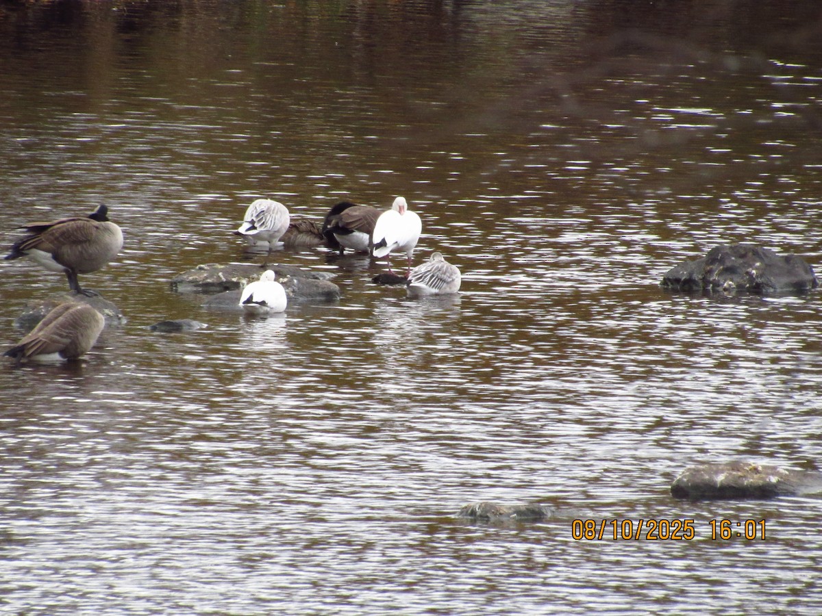 Snow Goose - ML646826304