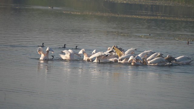 pelikán bílý - ML646826306