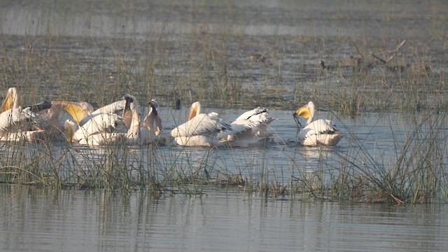 pelikán bílý - ML646826307