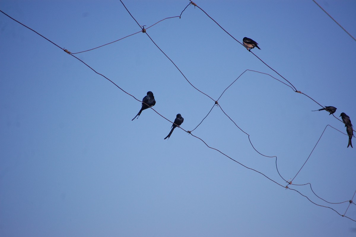 Black Drongo - ML646826309