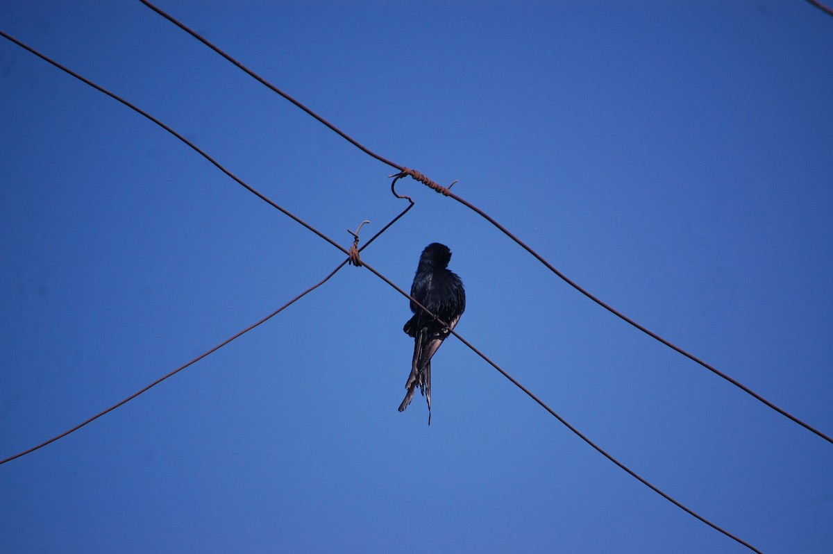 Black Drongo - ML646826310