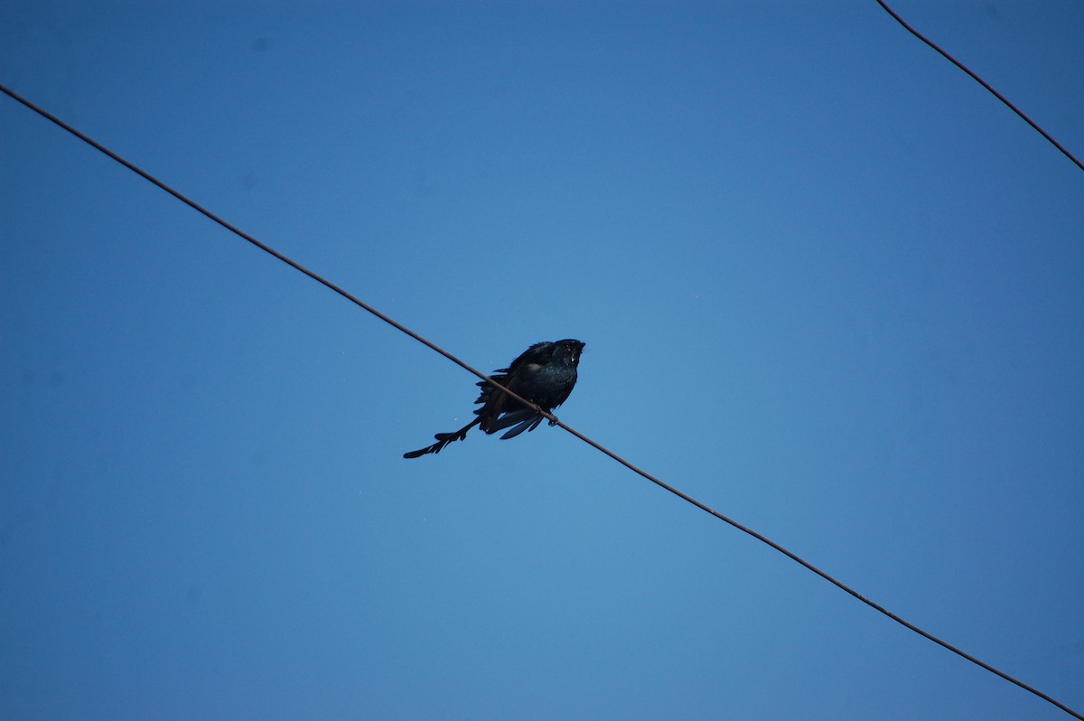 Black Drongo - ML646826311