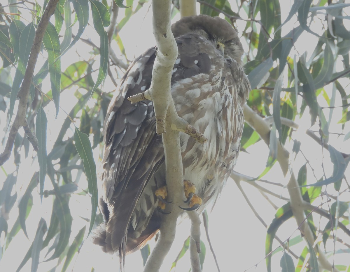 Ninoxe aboyeuse - ML646826312