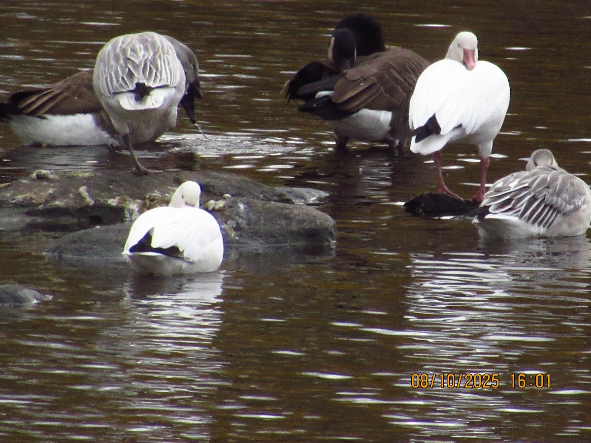 Snow Goose - ML646826314