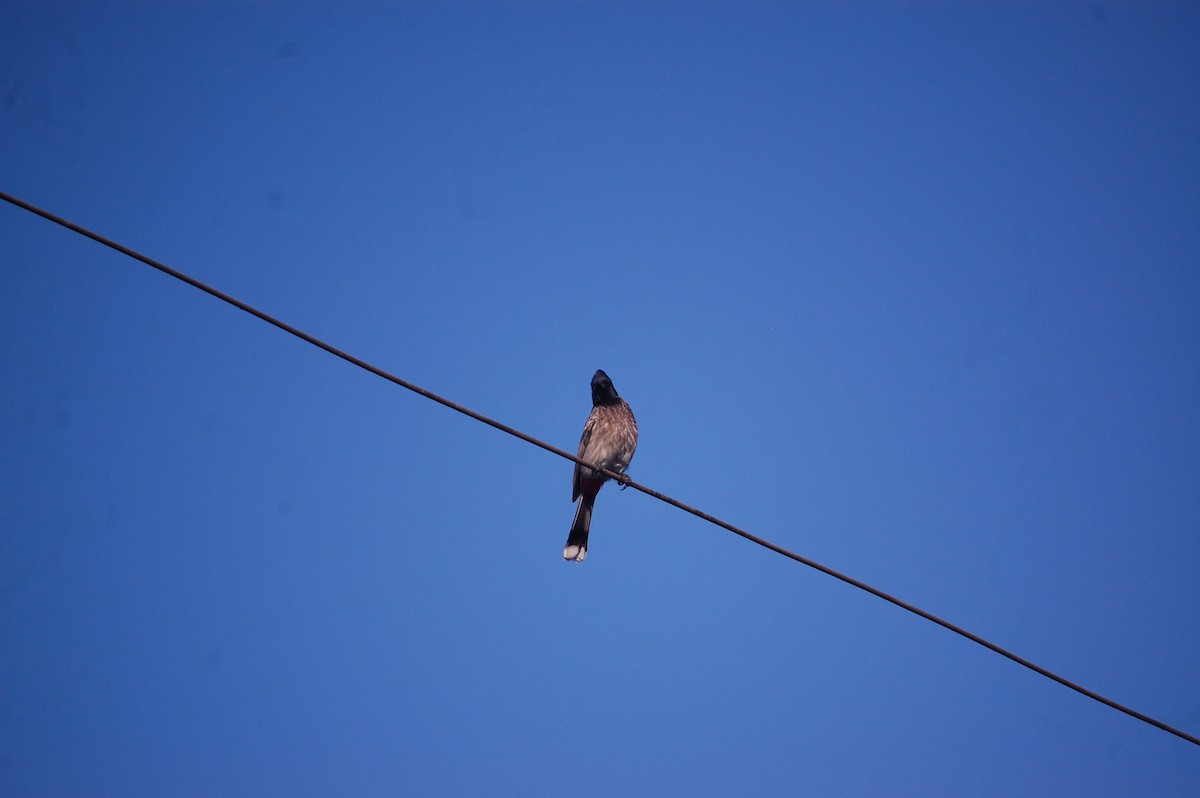 Red-vented Bulbul - ML646826316