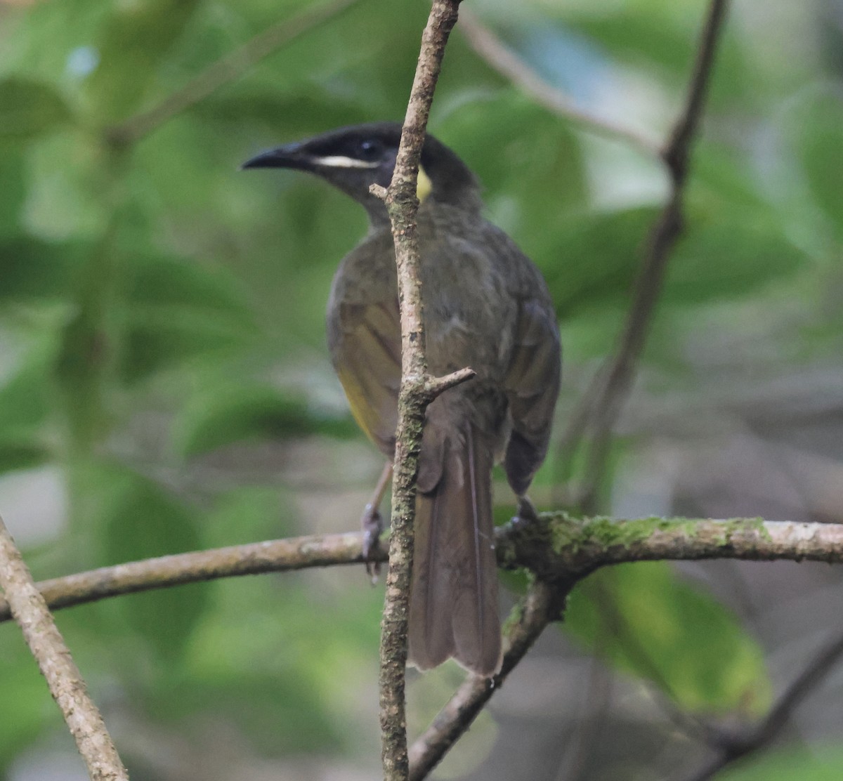 Lewin's Honeyeater - ML646826317