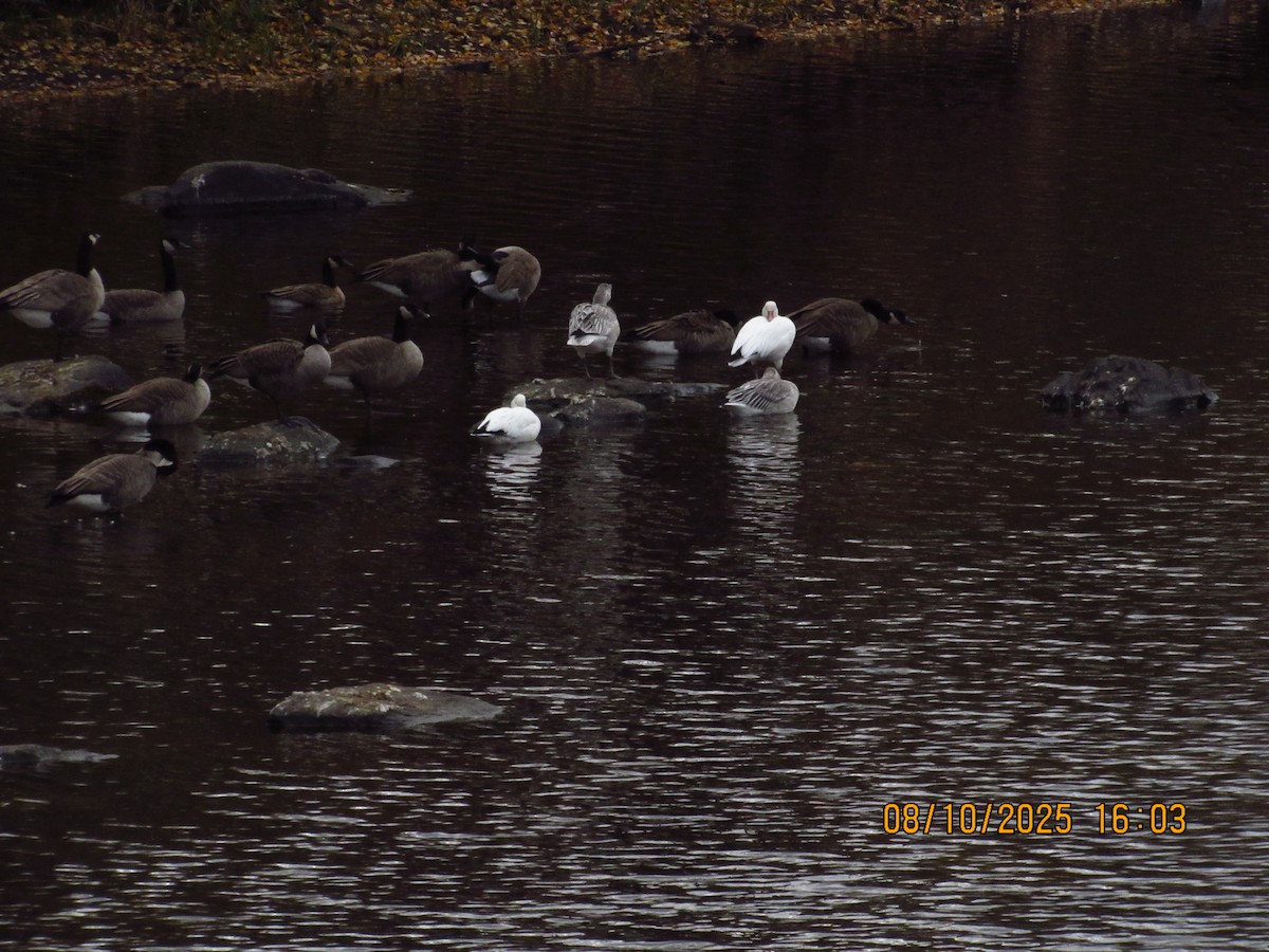 Snow Goose - ML646826319