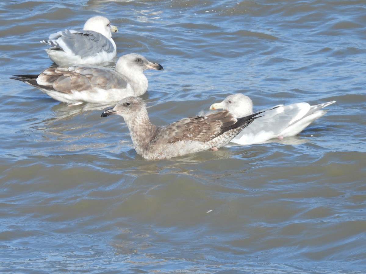 Western Gull - ML646826322