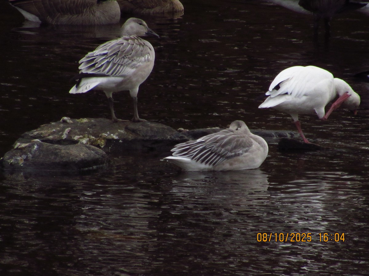 Snow Goose - ML646826323