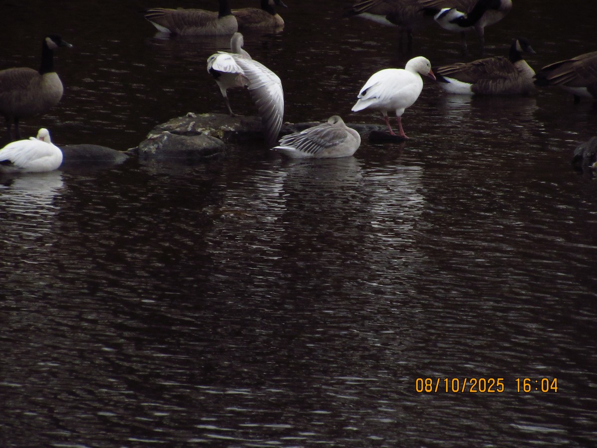 Snow Goose - ML646826324