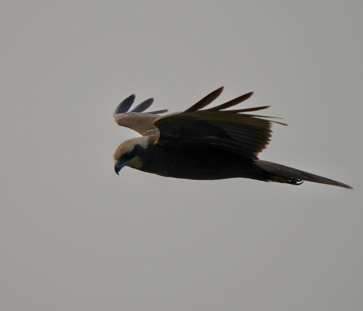 sivhauk - ML646826325