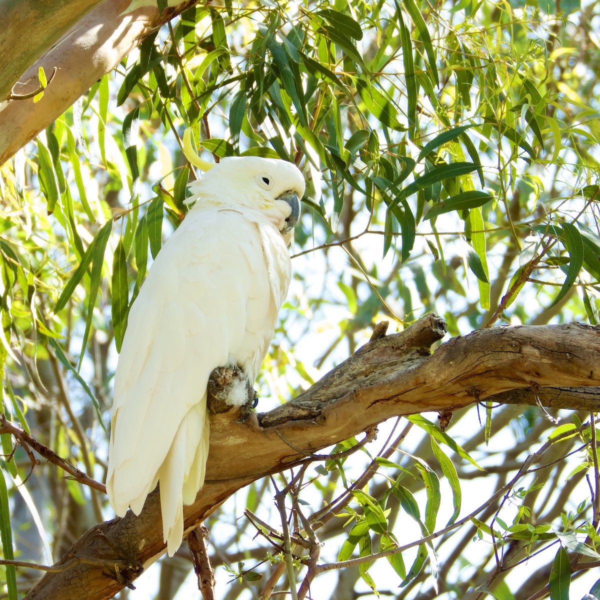 Sulphur-crested Cockatoo - ML646826326