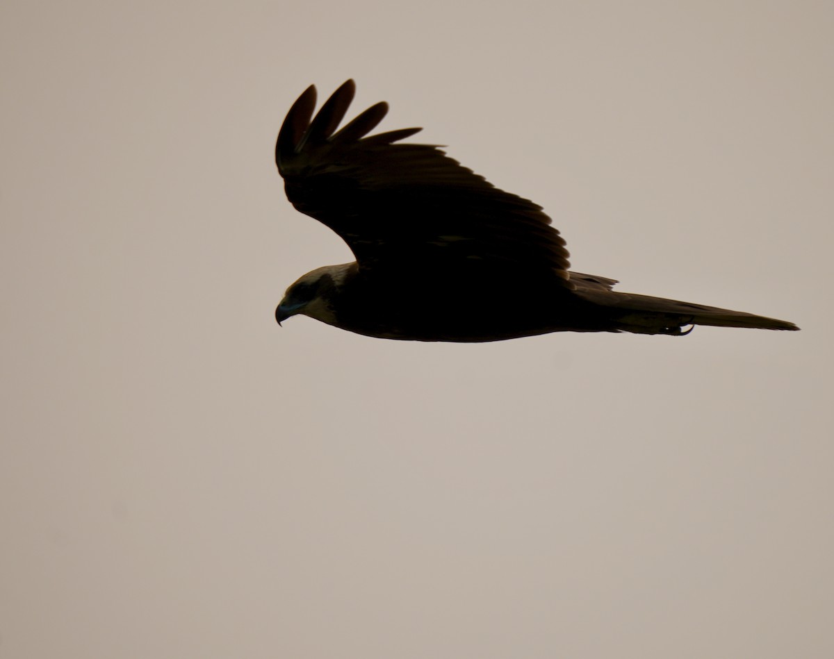 sivhauk - ML646826327