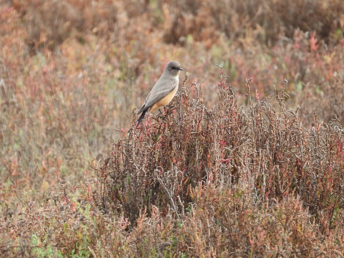 Say's Phoebe - ML646826328