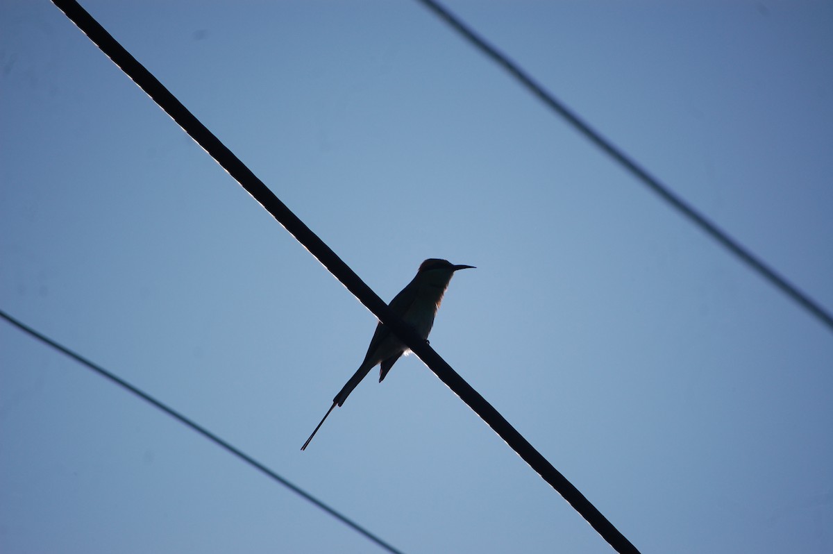 Asian Green Bee-eater - ML646826330