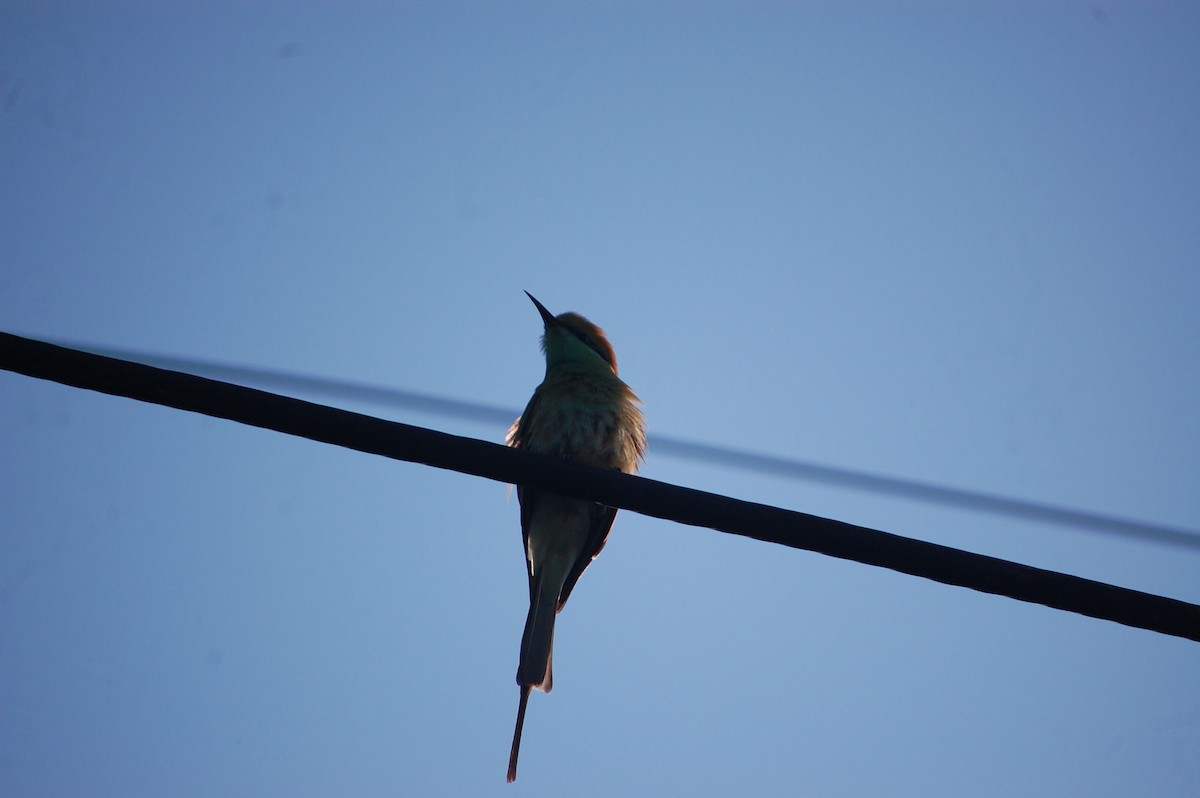 Asian Green Bee-eater - ML646826331