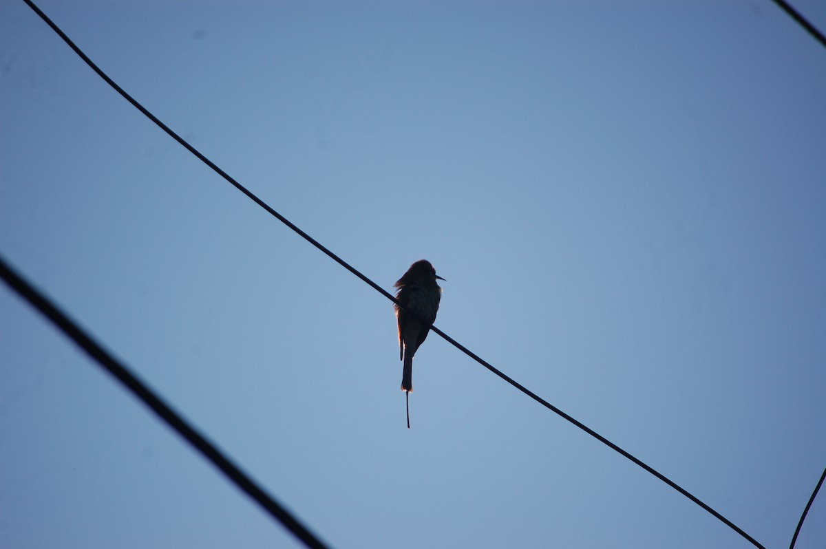 Asian Green Bee-eater - ML646826333