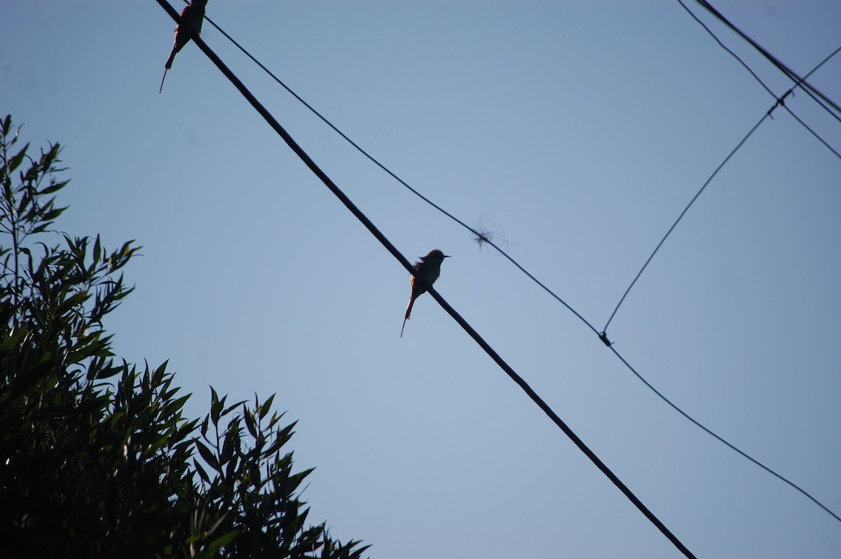 Asian Green Bee-eater - ML646826334