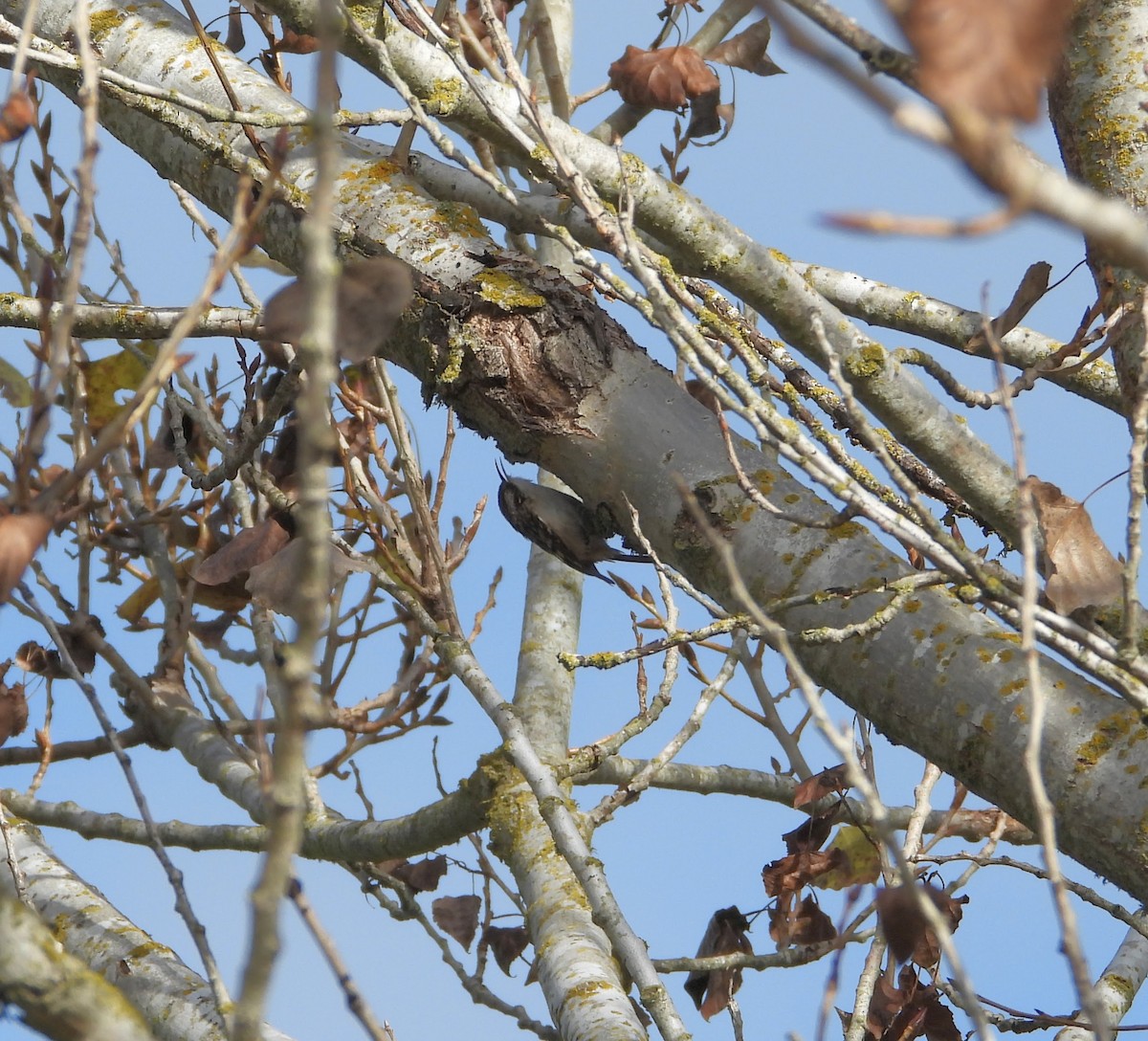Brown Creeper - ML646826335