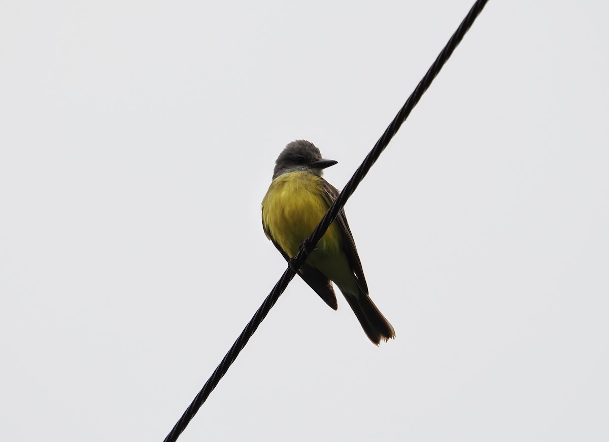 Tirano Melancólico - ML646826338