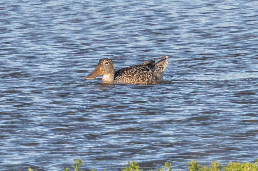 Northern Shoveler - ML646826339