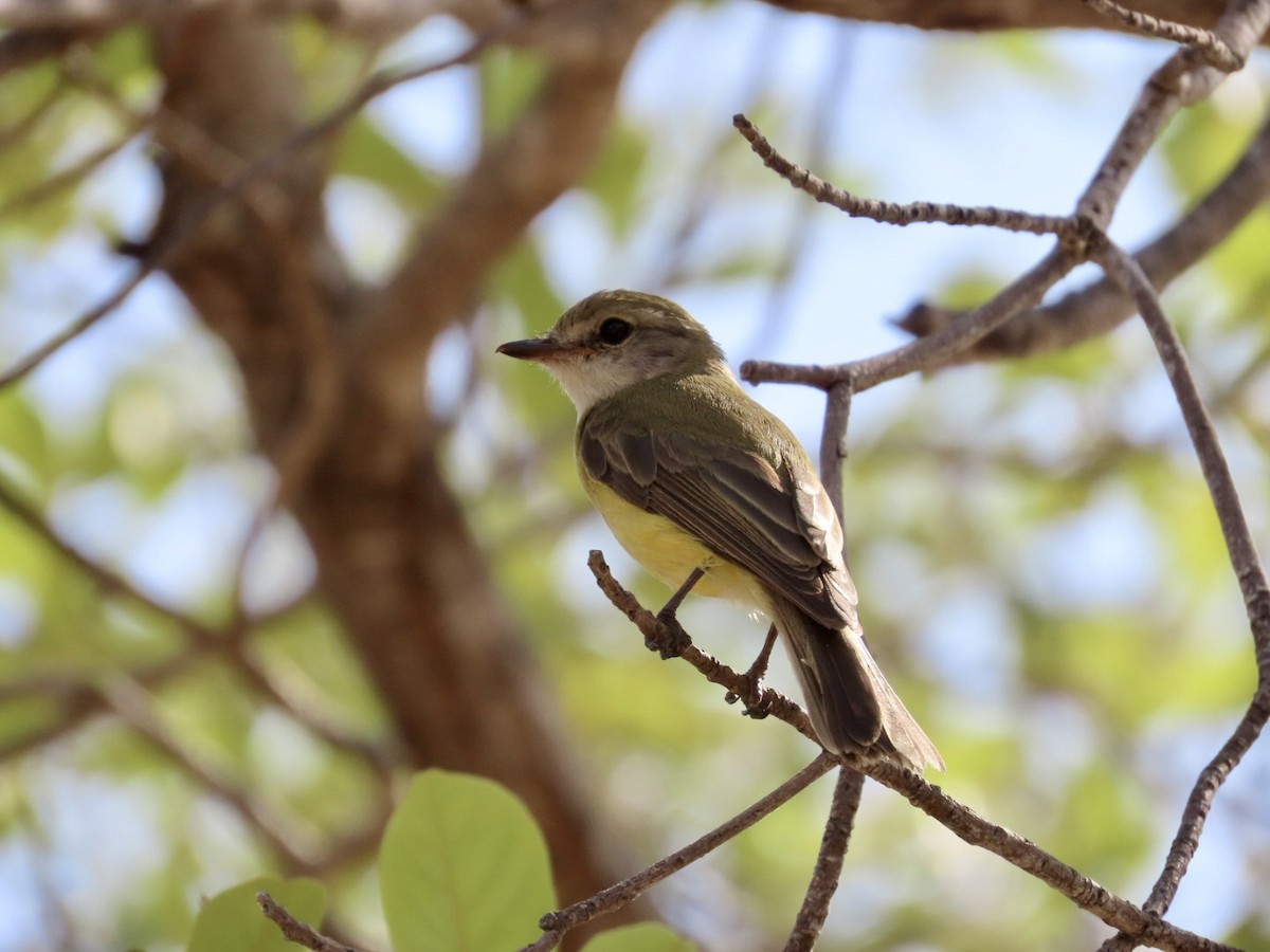 Lemon-bellied Flyrobin - ML646826340