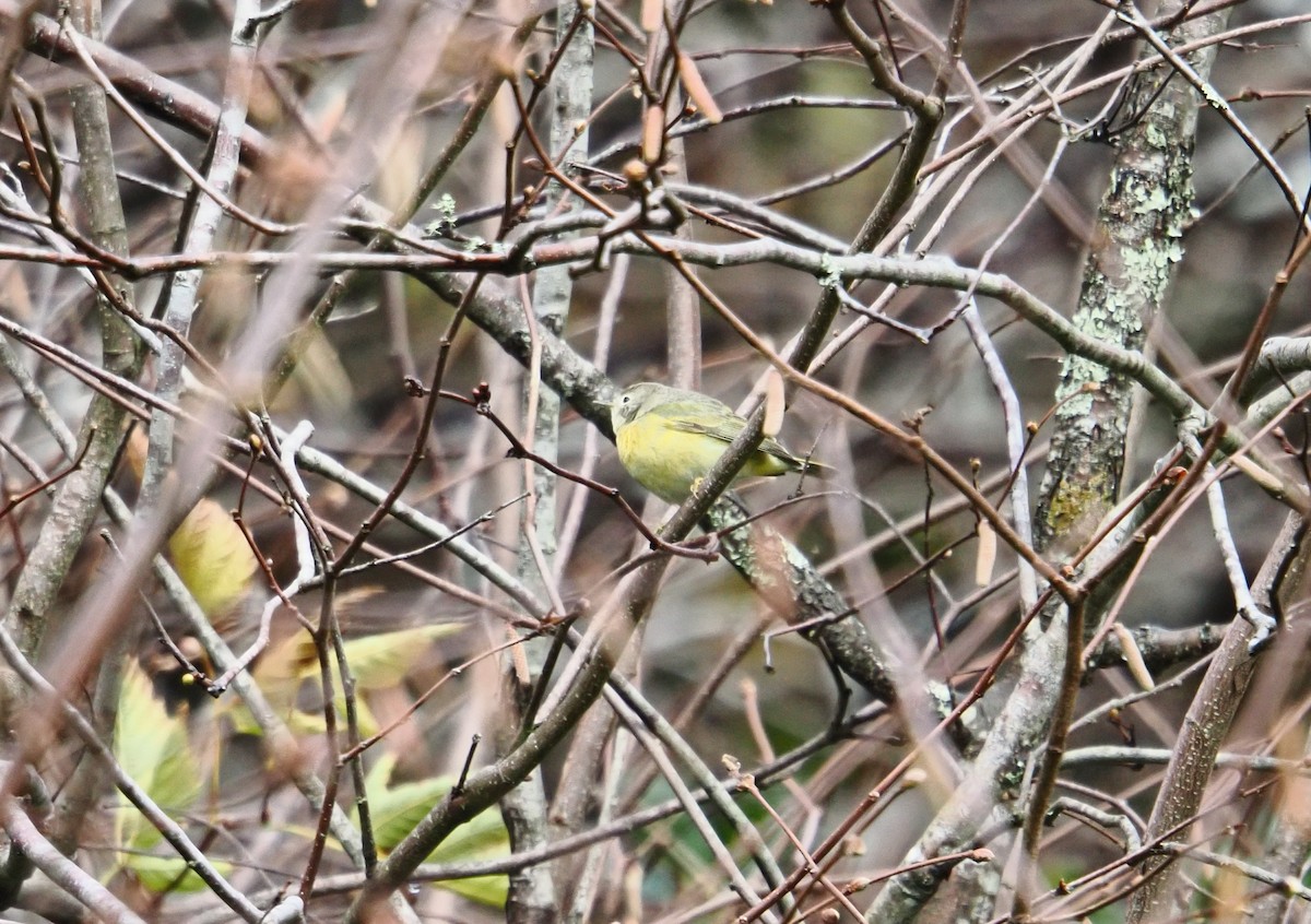 Reinita de Nashville - ML646826341