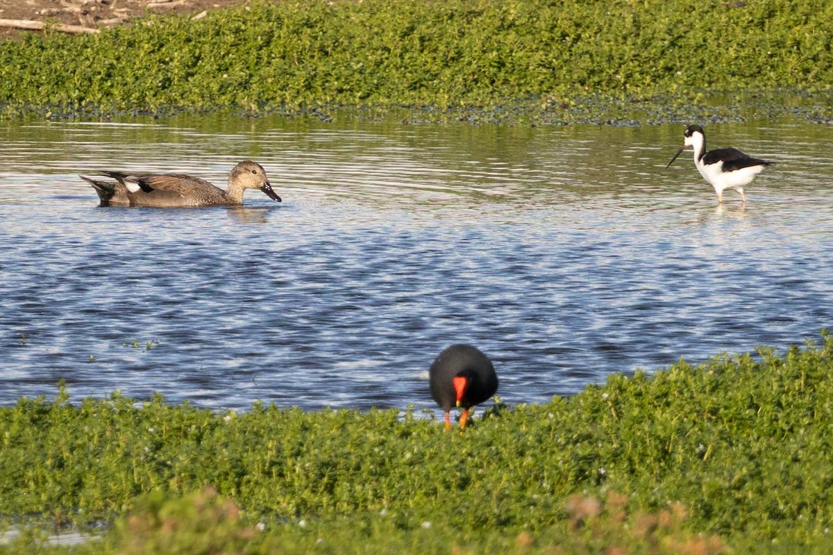 Gadwall - ML646826343