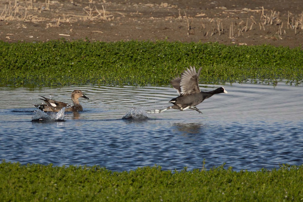 Hawaiian Coot - ML646826344