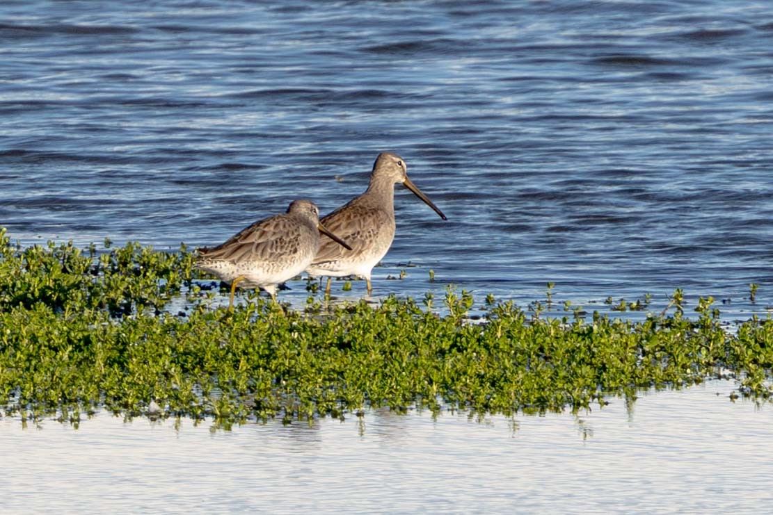 Long-billed Dowitcher - ML646826345