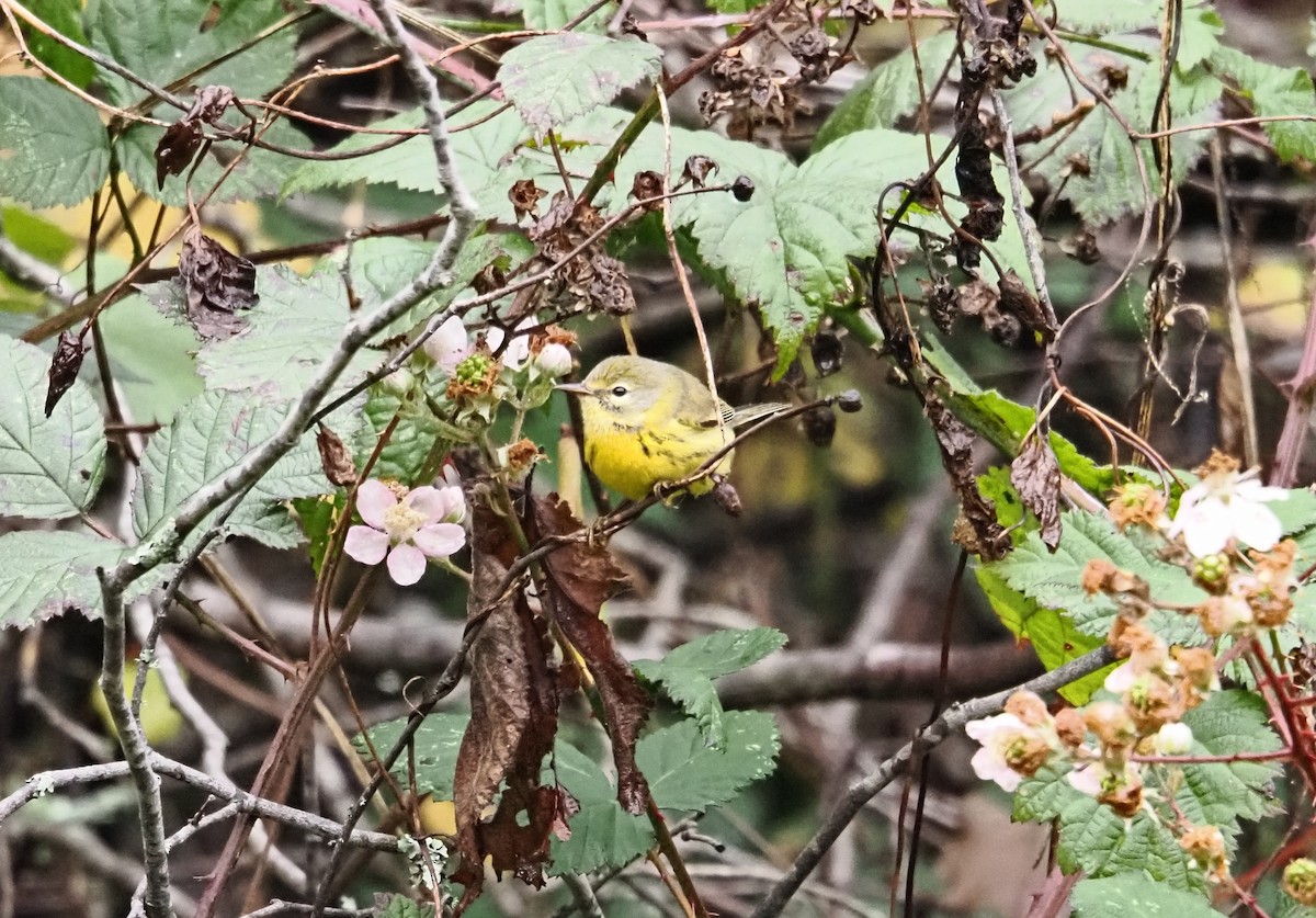 Reinita Galana - ML646826346