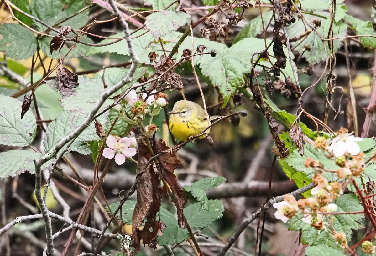 Reinita Galana - ML646826347