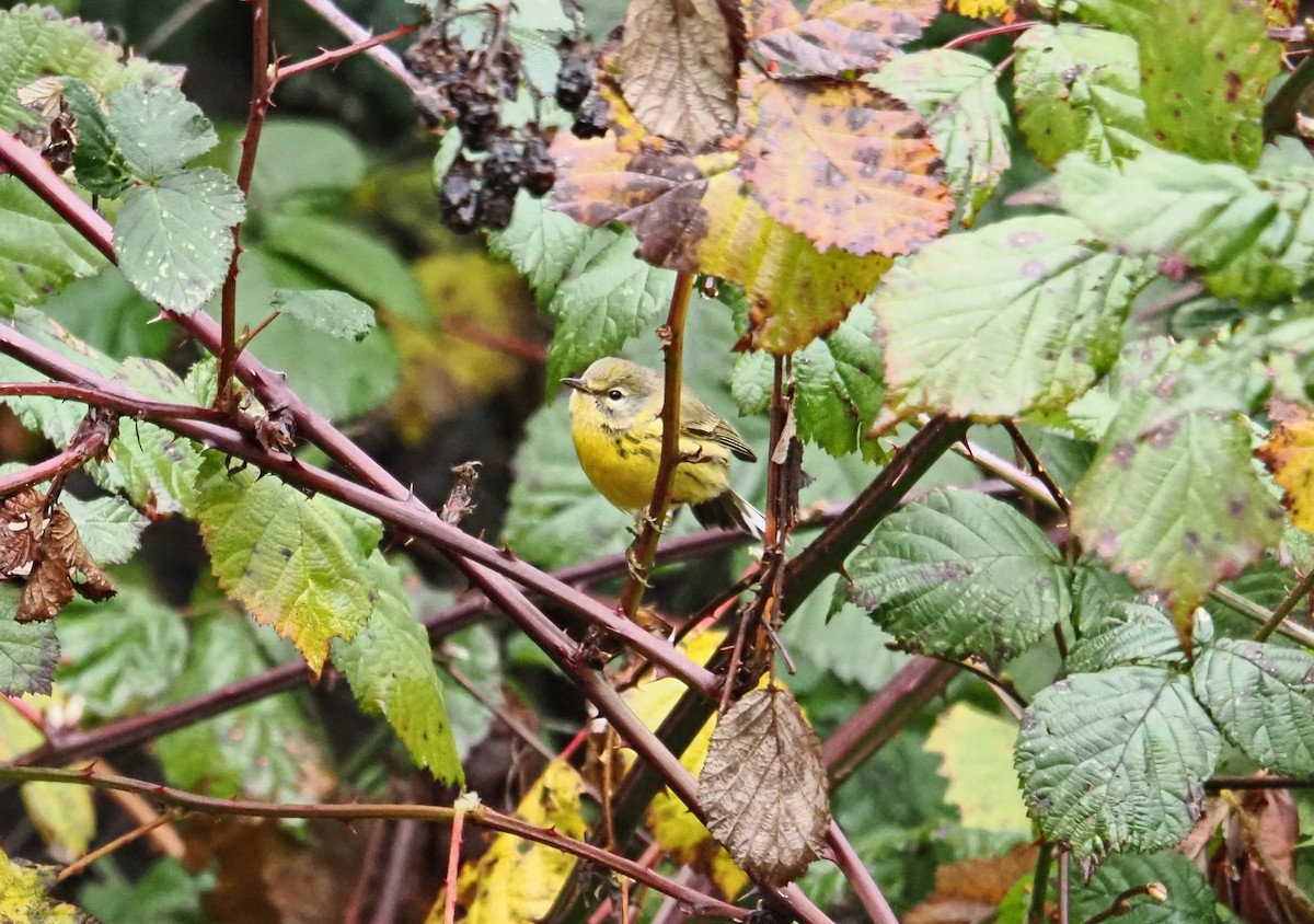 Reinita Galana - ML646826348