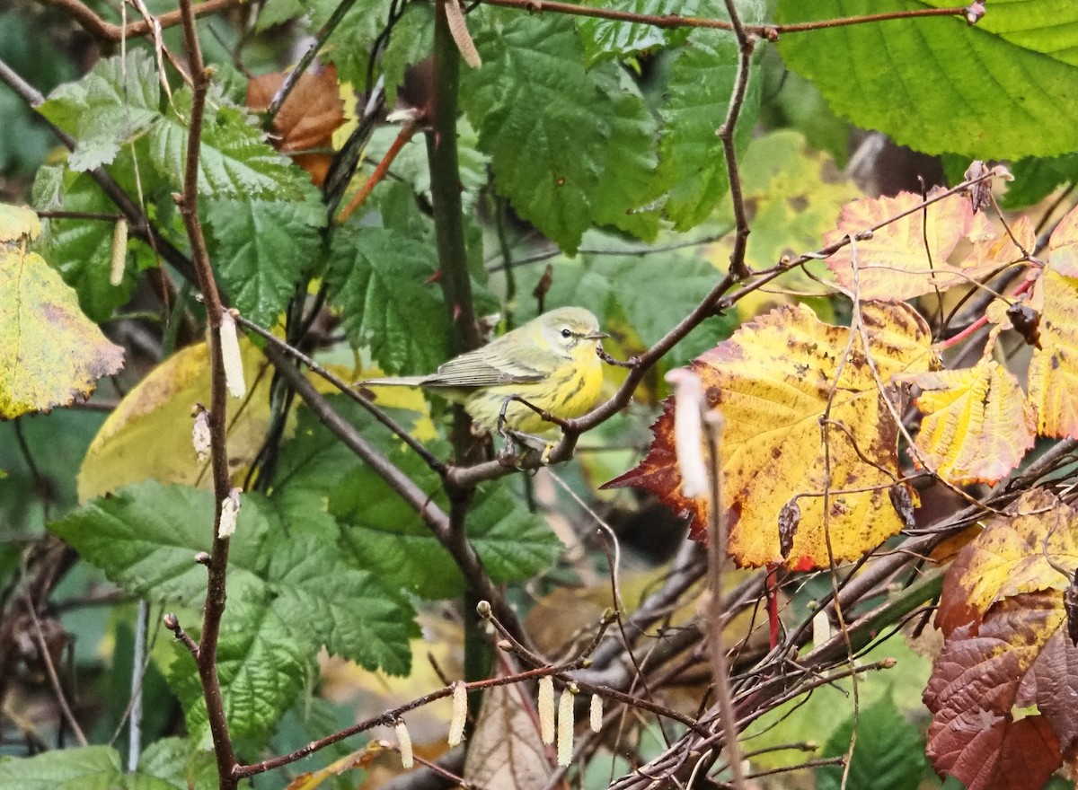 Reinita Galana - ML646826349