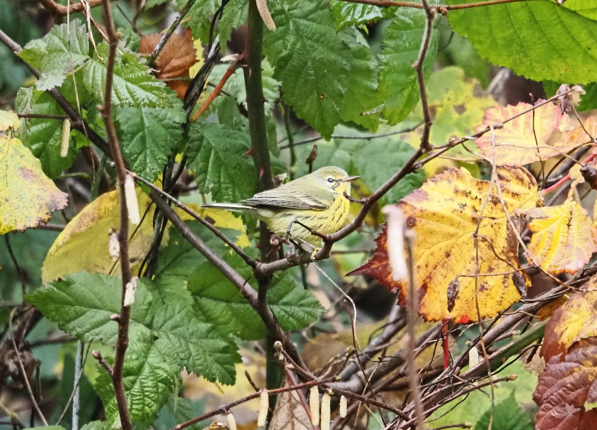 Reinita Galana - ML646826350